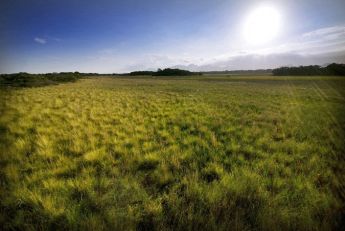 American grasslands
