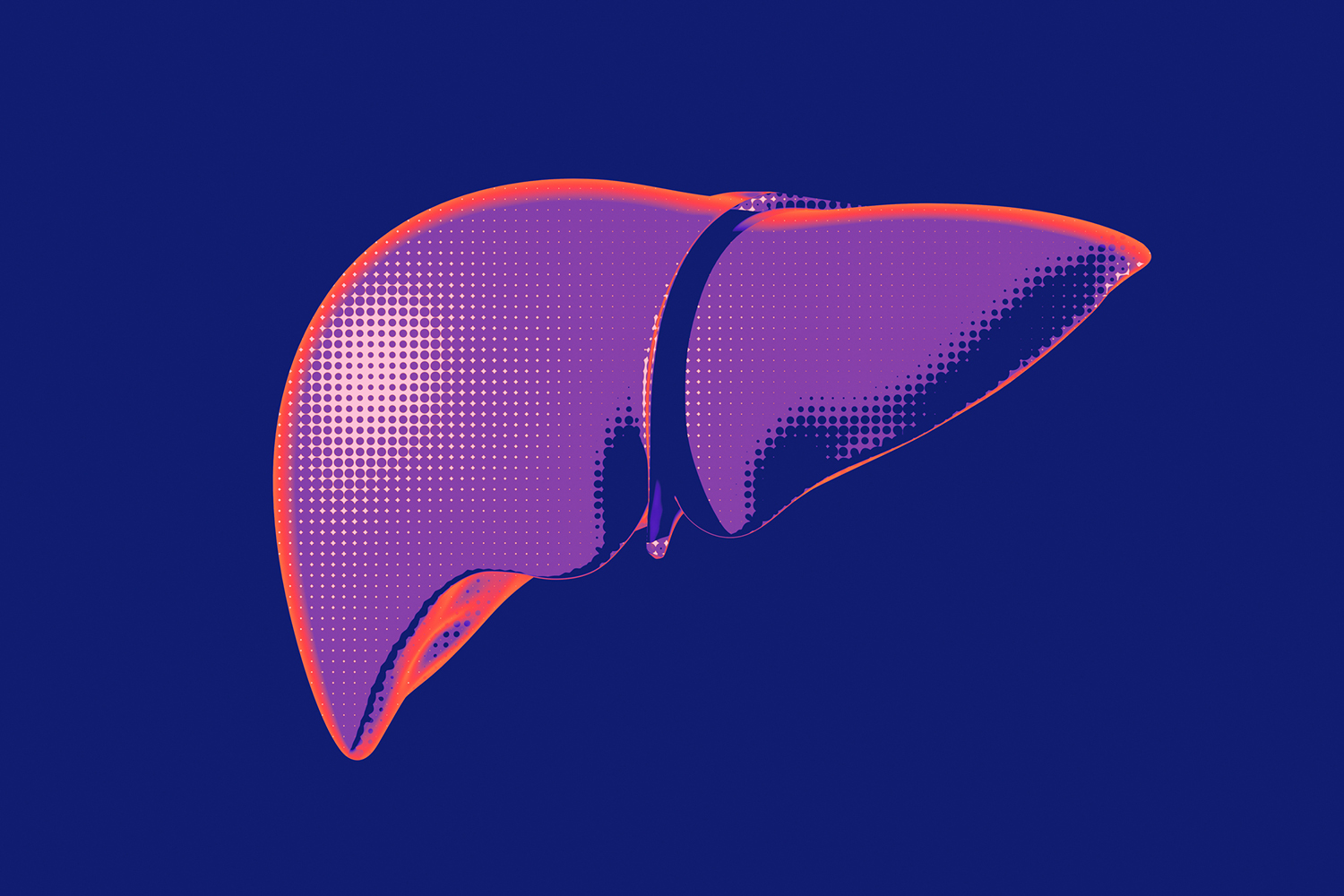 Digital illustration of a human liver.