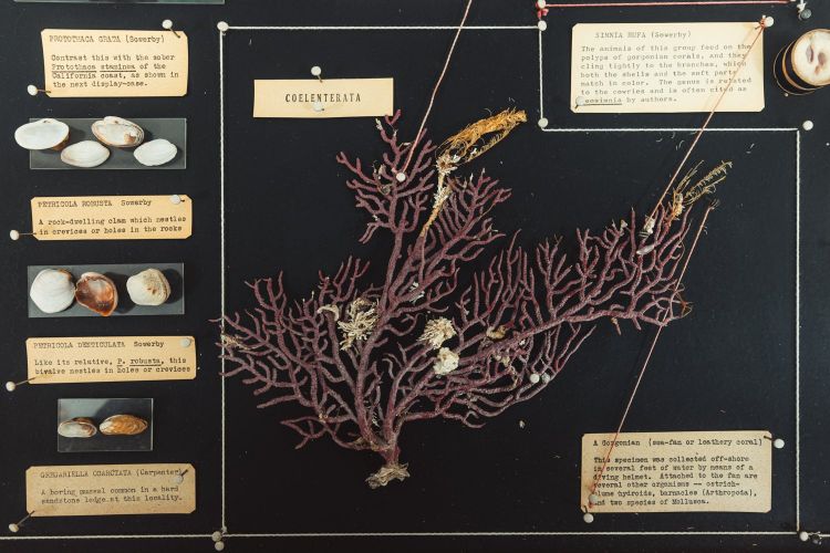 Close-up of part of the collection, featuring a dark purple sea fan and various clam and mussel shells (Image Credit: Andrew Brodhead)