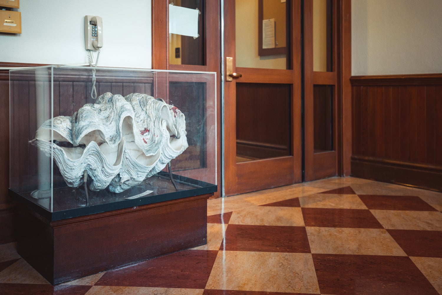 A giant clam in a display case in a hallway