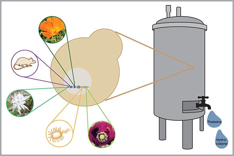 graphic of fermentor with representations of organisms that contributed genes to bioengineered yeast
