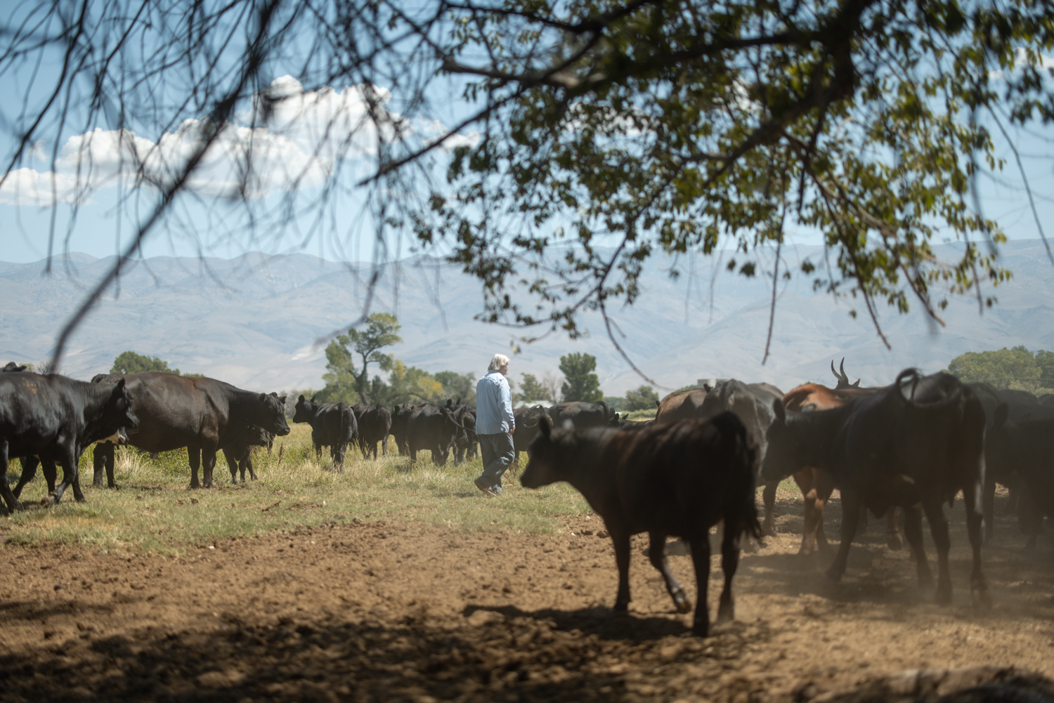 Image of cattle wondering around Dixon Ranch.