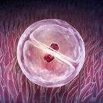 Pipette applied to embryo