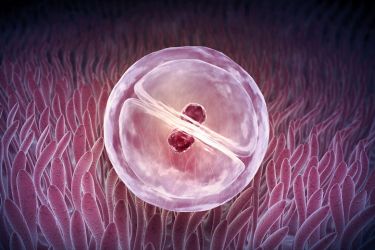 Pipette applied to embryo