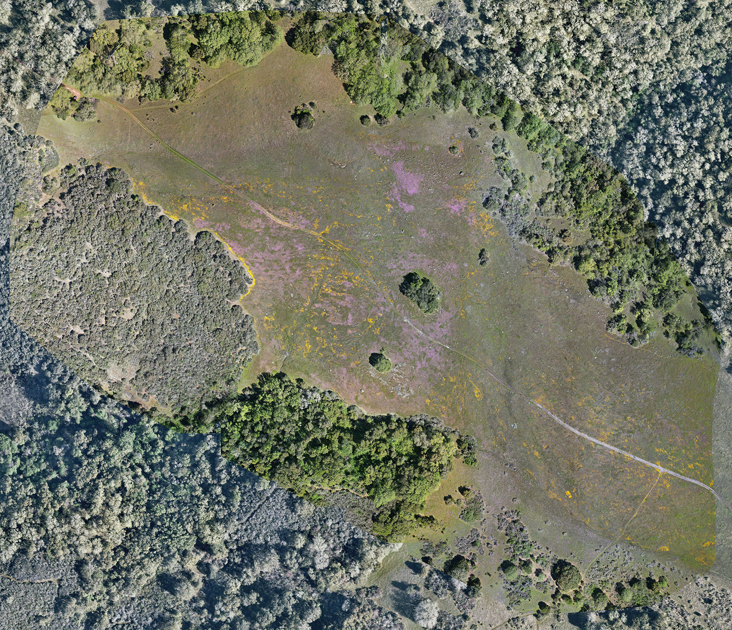 An aerial image of wildflower blooming at Jasper Ridge.