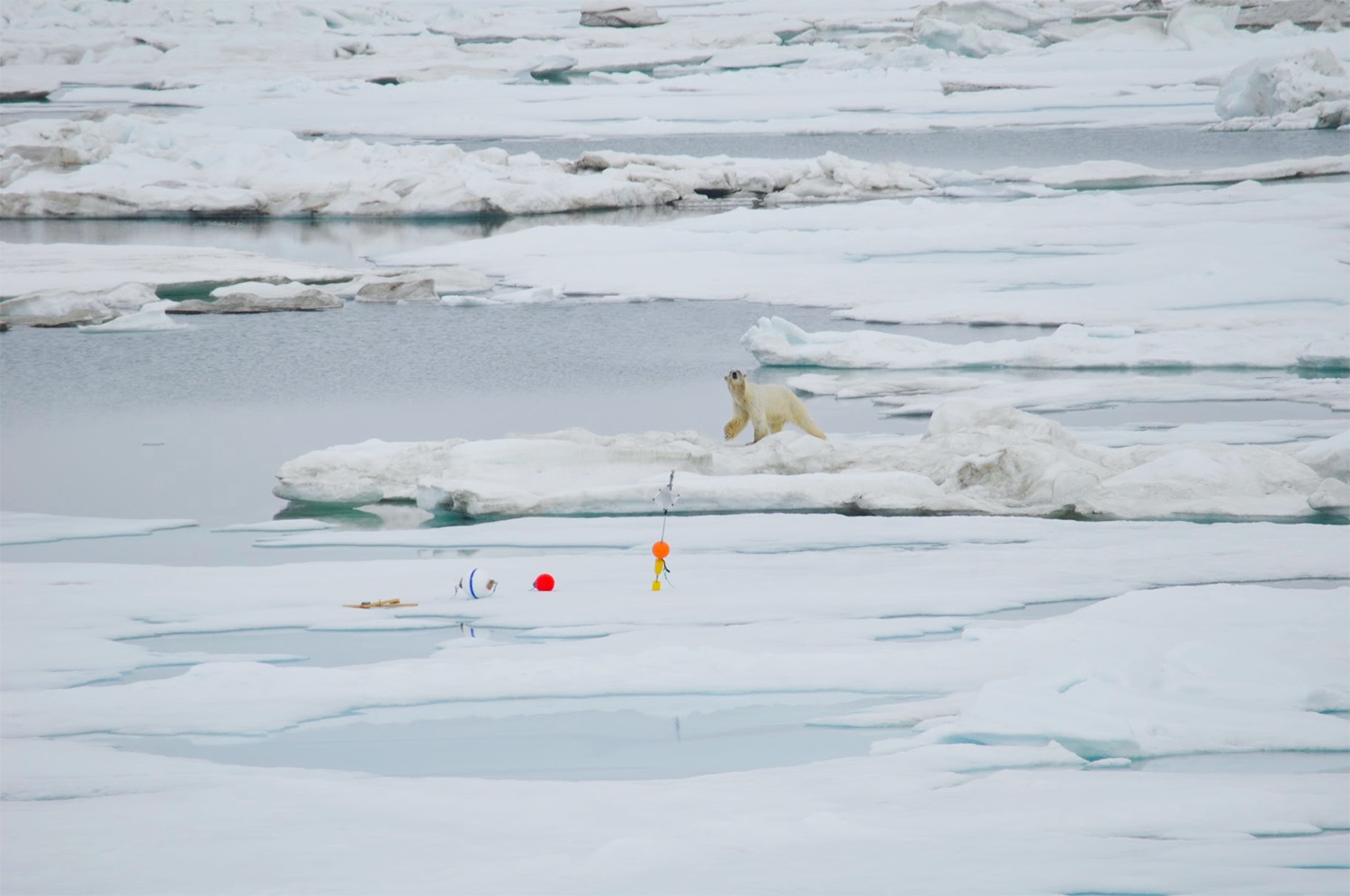 A polar bear walks across ice floes near research equipment left on the ice by scientists.
