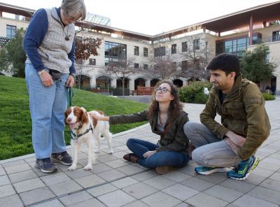Brittany Spaniel