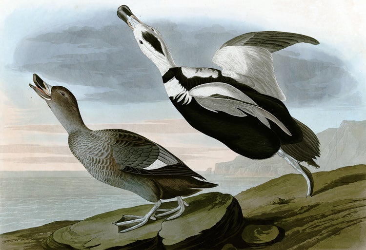 illustration of Labrador Duck