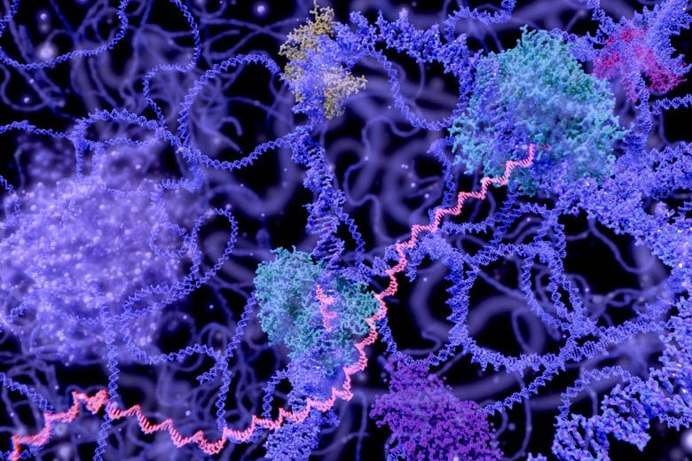 View of the cell nucleus in the interphase 