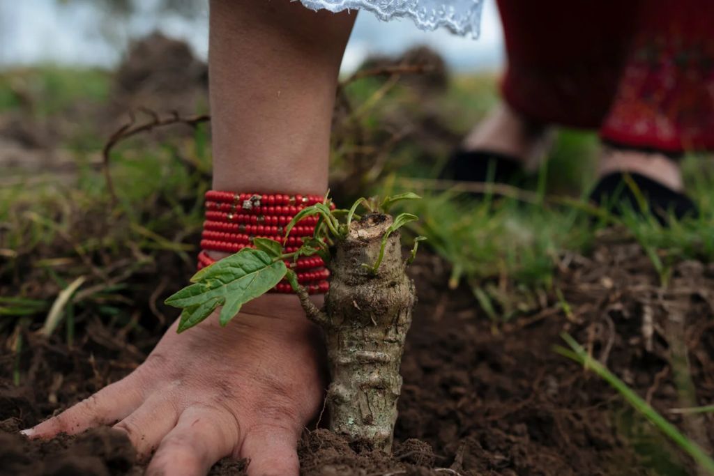 Image of a member of the Kayambi youth group in Ecuador working the soil around a plant with their hands.