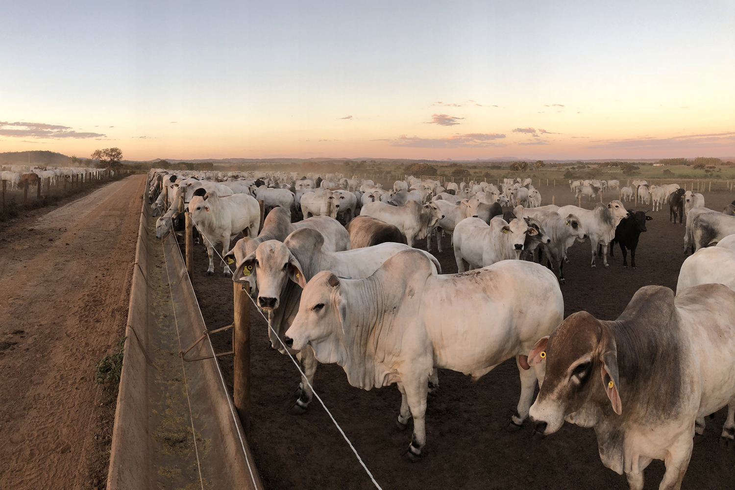 Herd of cattle gathered in a farmyard at sunset, with a dirt road visible in the background.
