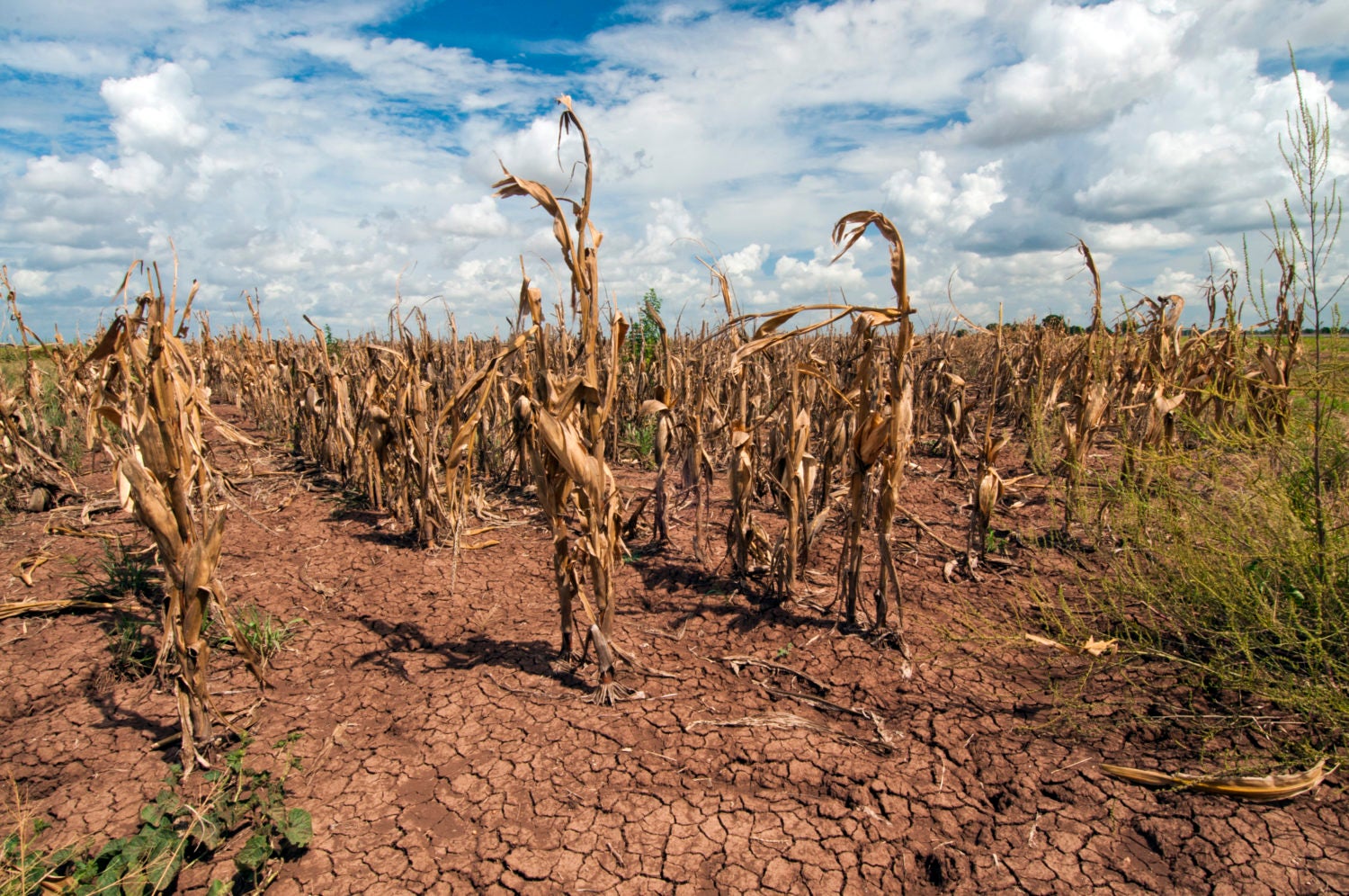 Drought/Heat waves