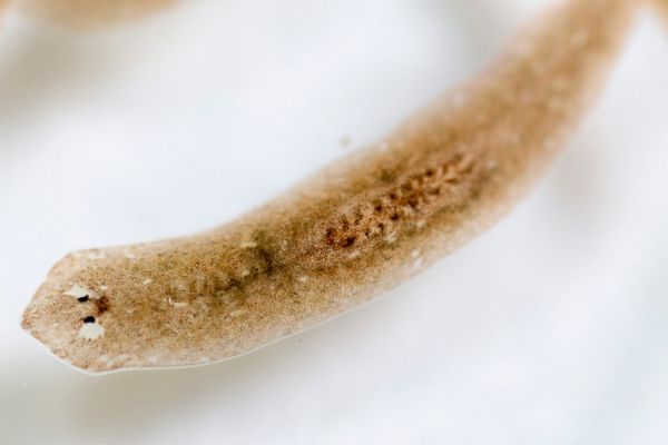 Flatworm under microscope