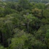 Amazon canopy