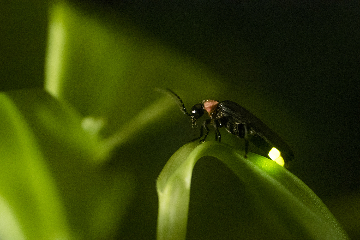 A firefly with a glowing yellow-green tail rests on a curved blade of grass in the dark.