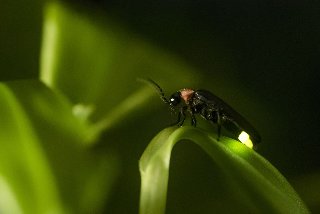 A firefly with a glowing yellow-green tail rests on a curved blade of grass in the dark.