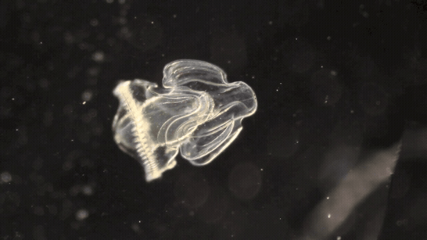 A larva of the acorn worm swimming in the water