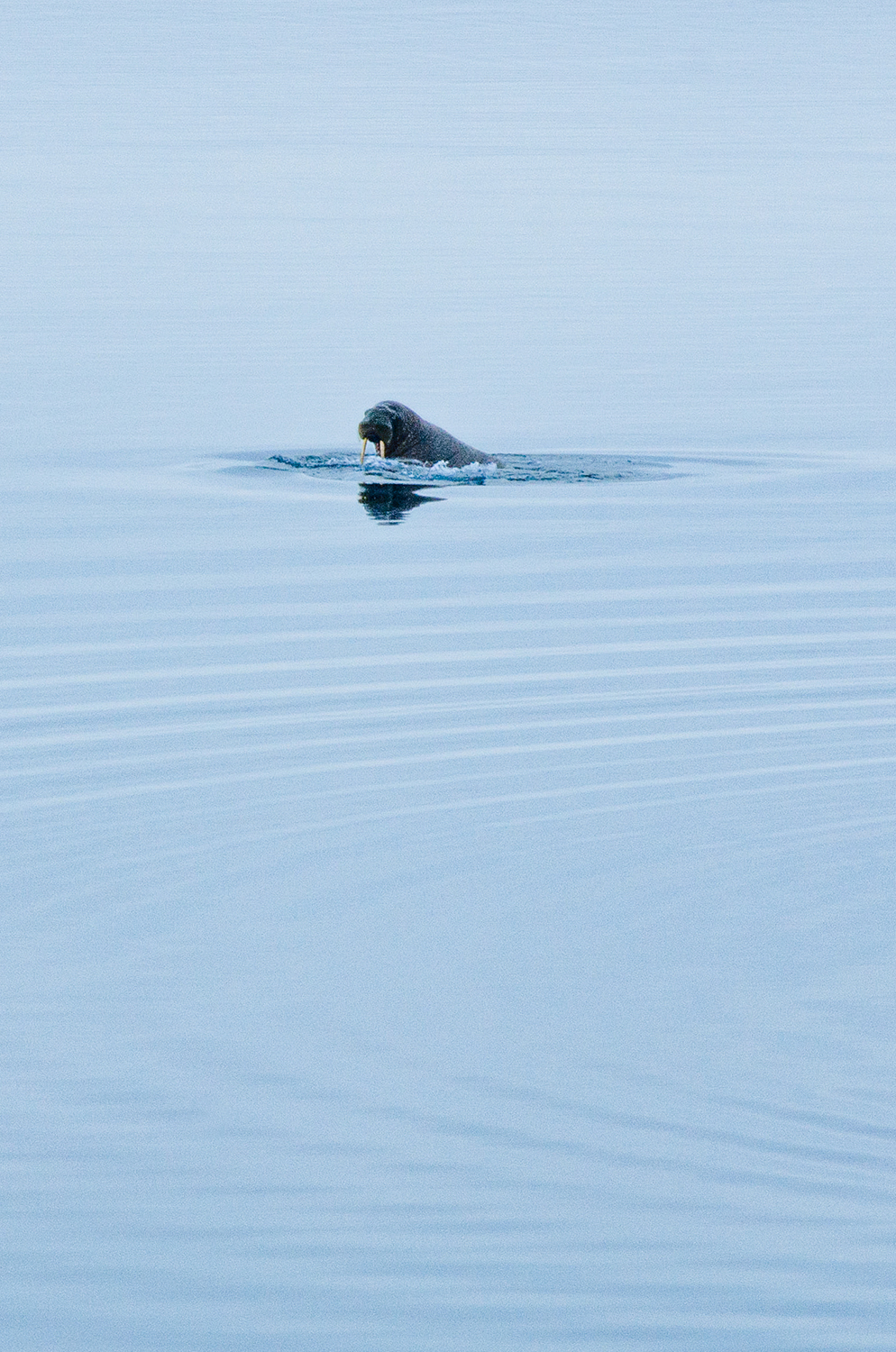 A walrus surfaces briefly in calm Arctic waters, its tusks visible above the surface.