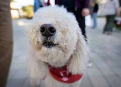 Labradoodle