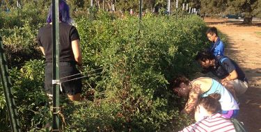Students harvesting excess produce for the community