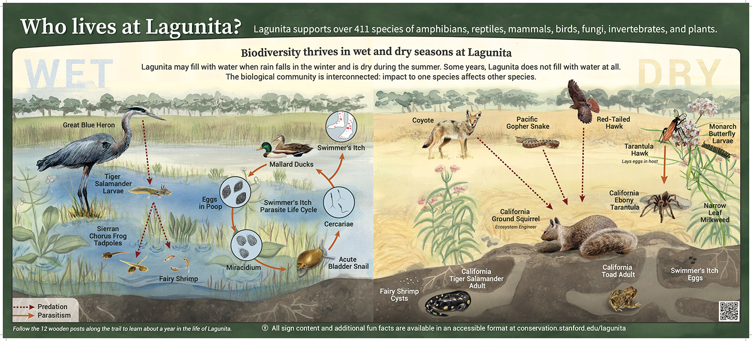 Sign about the tiger salamanders that inhabit Lagunita