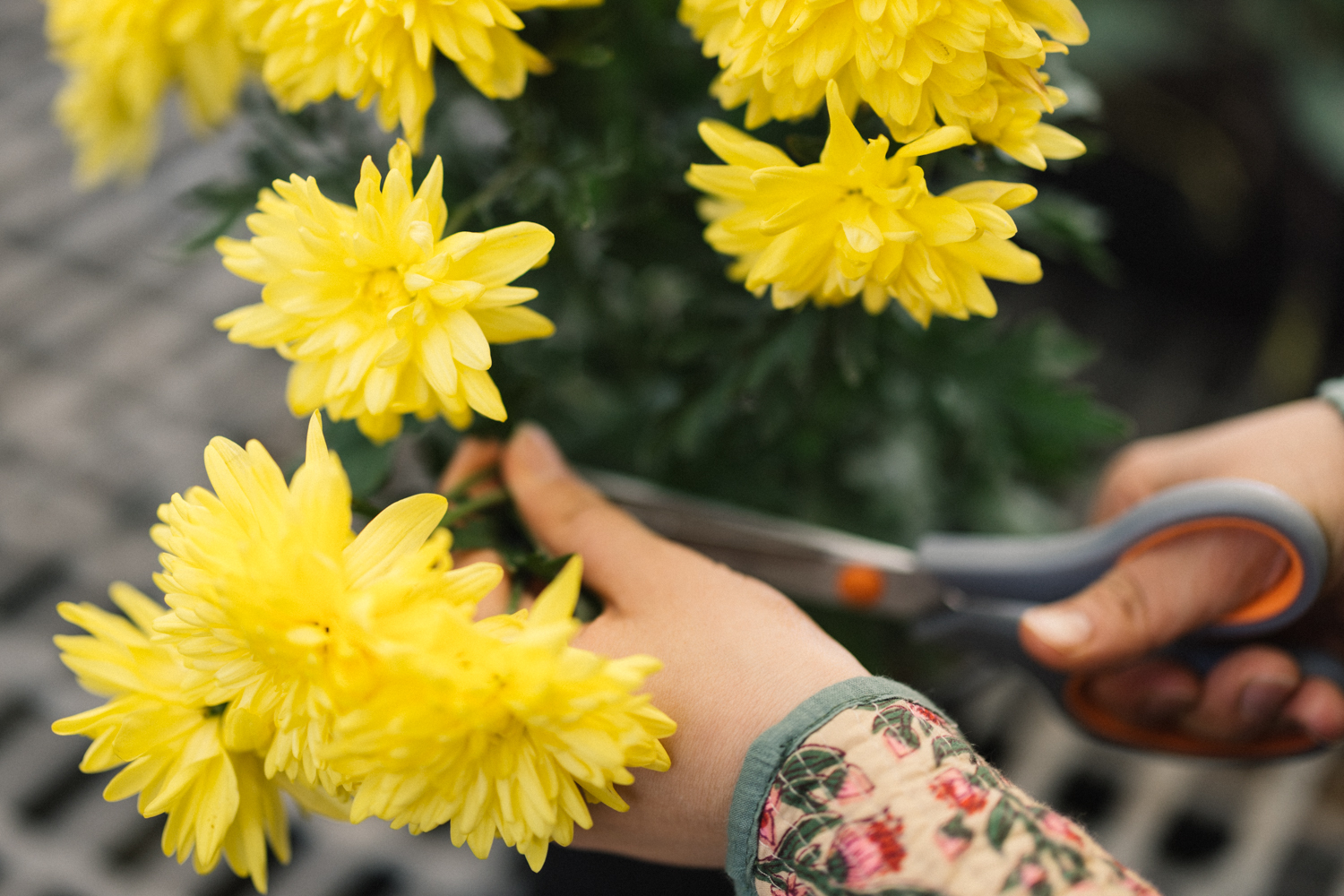 Hands snipping chrysanthemum flowers from stems