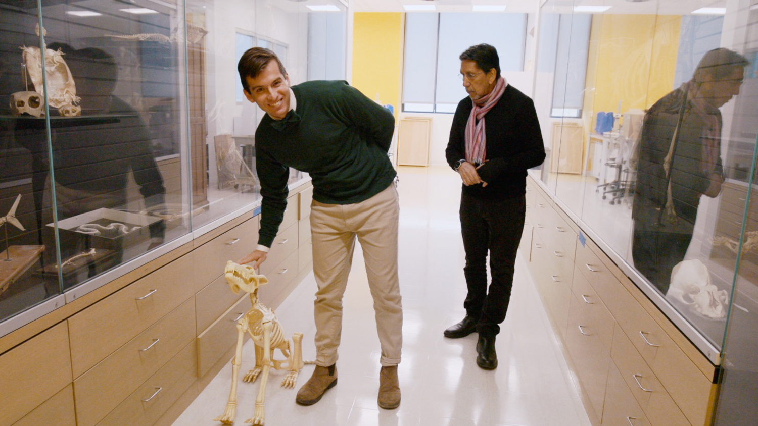 Two men observe a canine skeleton model in a lab with display cases of anatomical specimens.