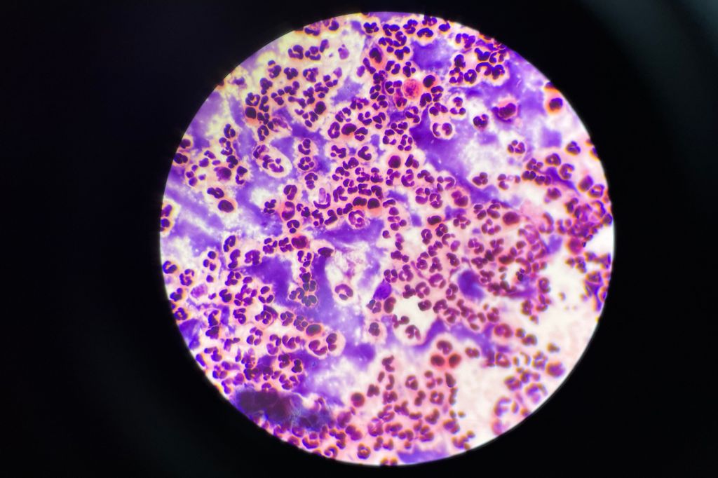 Illustration of white blood cells