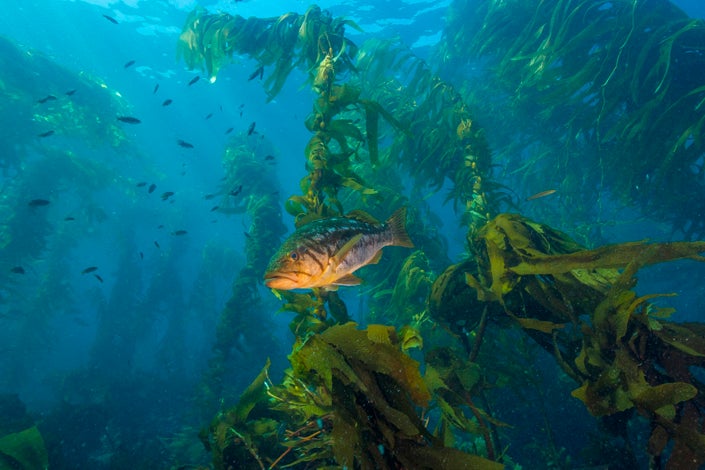 Kelp forests thriving in some locations despite environmental stressors ...