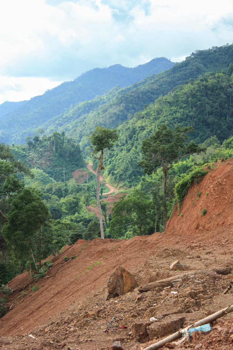 forest with clearcut area in foreground and road in background