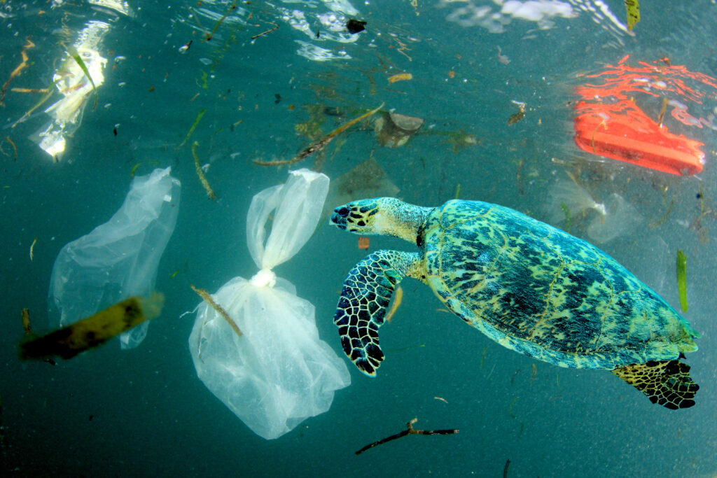 Image of a turtle swimming near garbage that was dumped into the ocean.