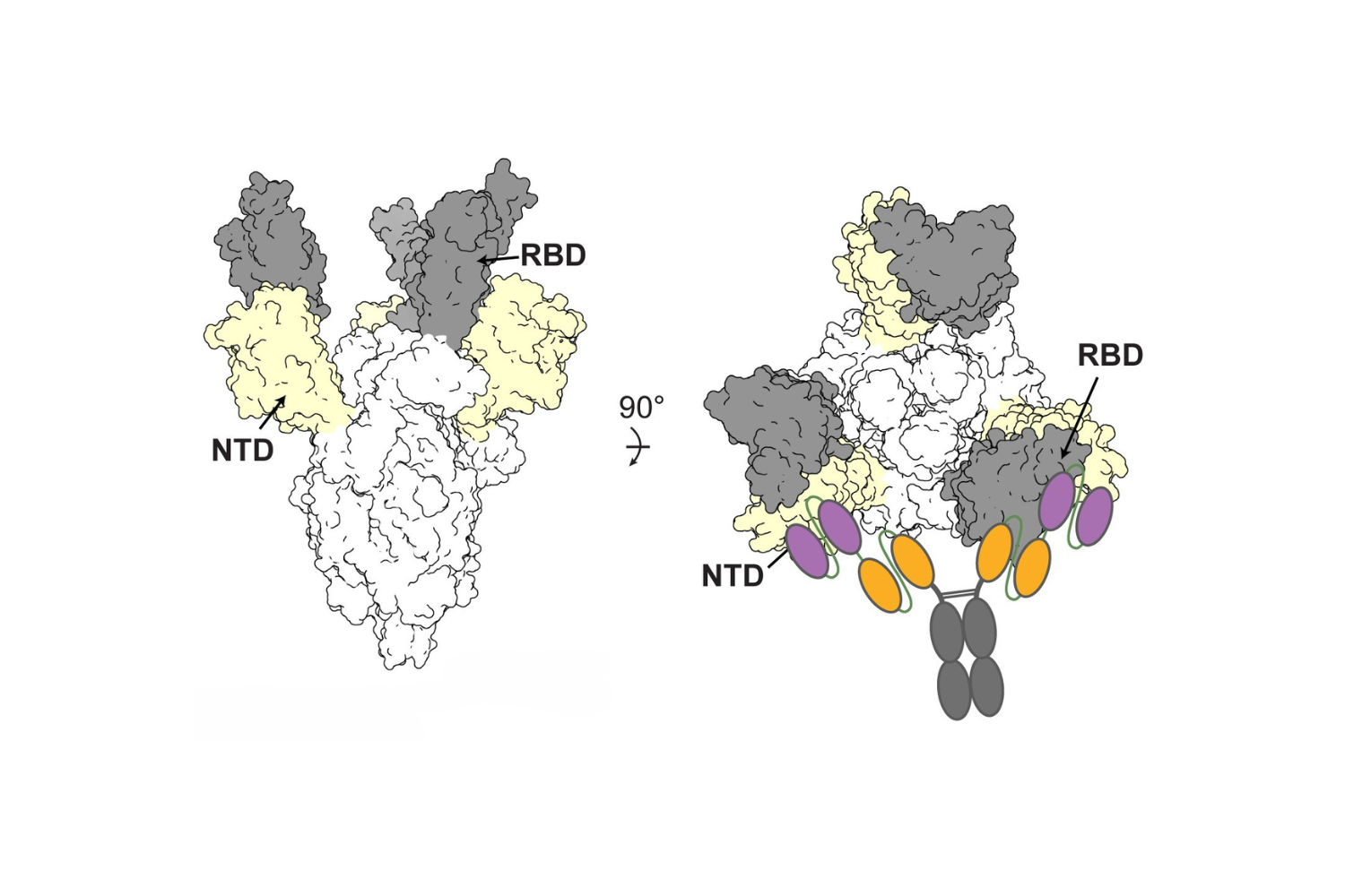 The bispecific antibodies target two areas of the virus: One attaches to the “NTD,” or Spike N-terminal domain, an area on the virus that does not change very much. This allows the second antibody to attach to the “RBD,” or receptor-binding domain, essentially preventing the virus from infecting human cells. 