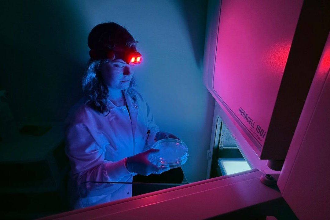 Researcher places ribosome solution in the incubator.