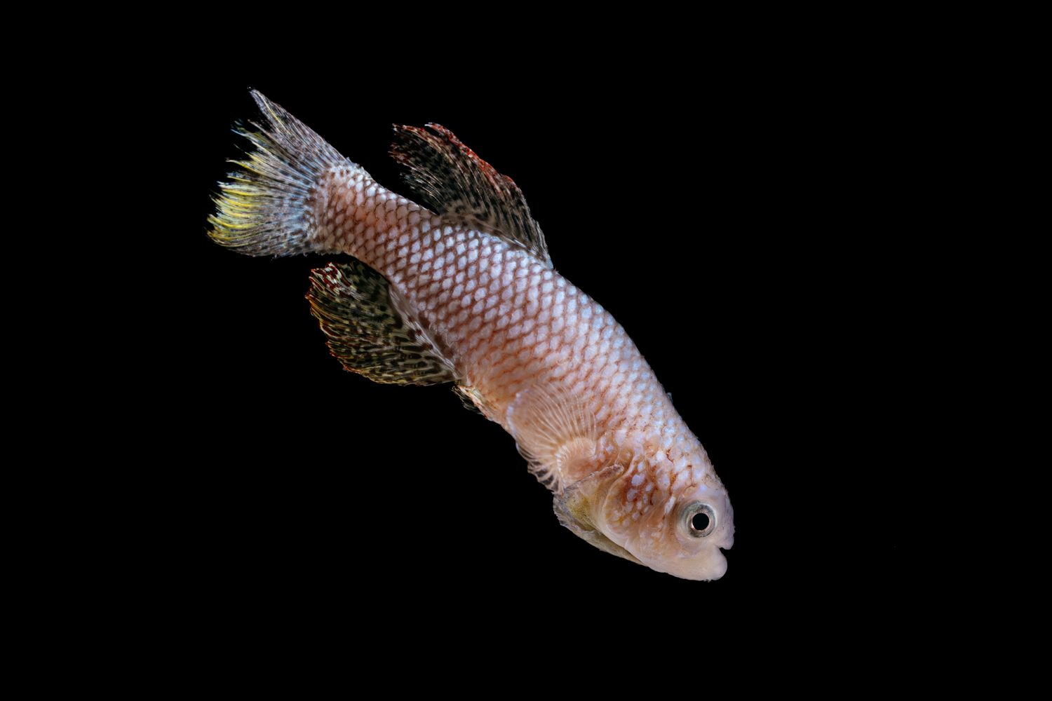 An African killifish swims against a black background, showcasing its intricate patterns and colorful fins.