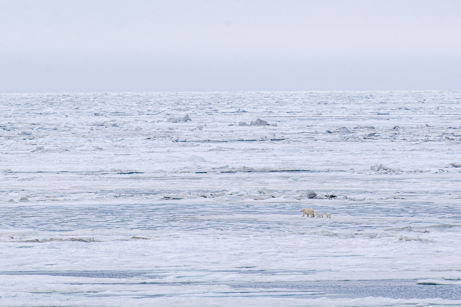 A polar bear and cub walk together across a vast expanse of Arctic sea ice.