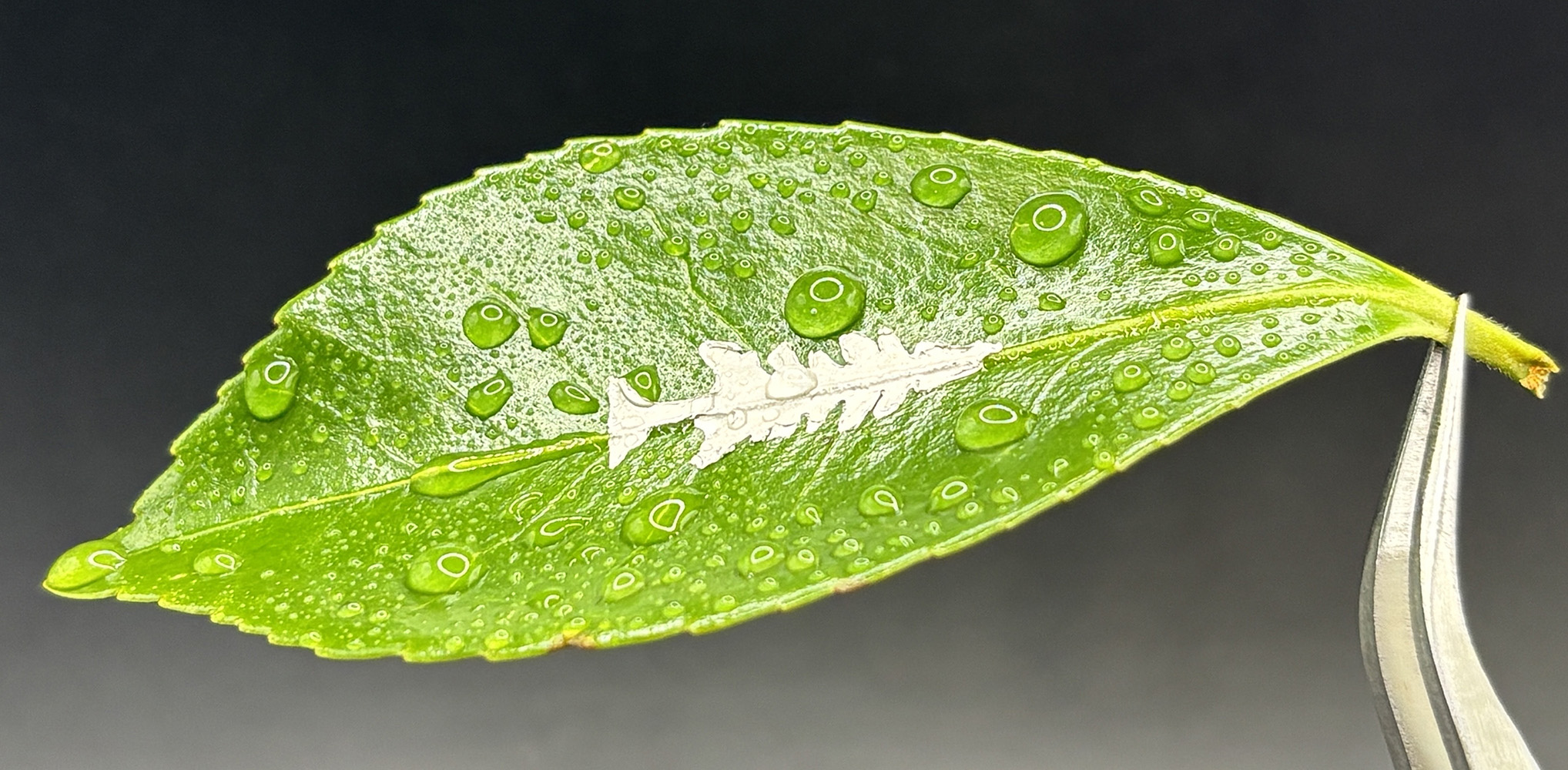 Tweezers hold a water-beaded green leaf with a white, tree-like shape on its surface against a dark background.