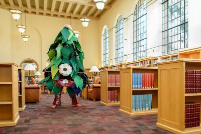 Stanford Tree Anaxi Mars in the library’s Lane Reading Room
