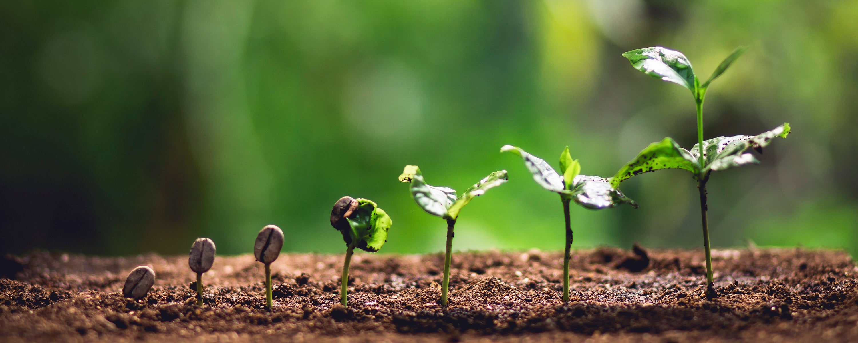 Coffee seedlings at different stages of growth.