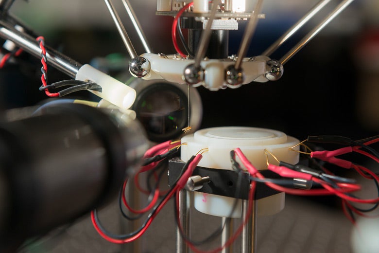 Fruit fly hangs unharmed, lifted by robot's suction tube.