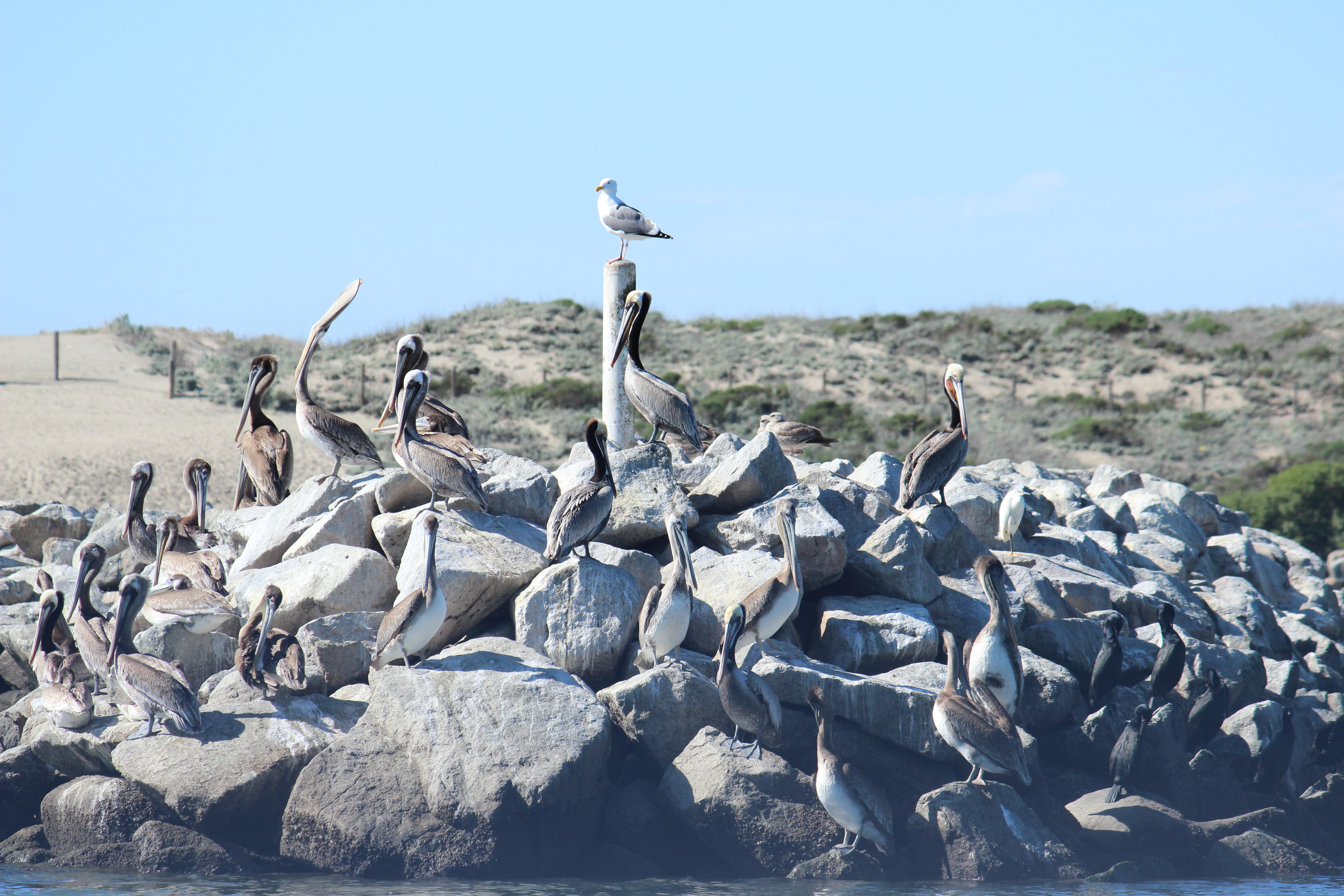 Seagulls and pelicans on a pile of rocks in the water
