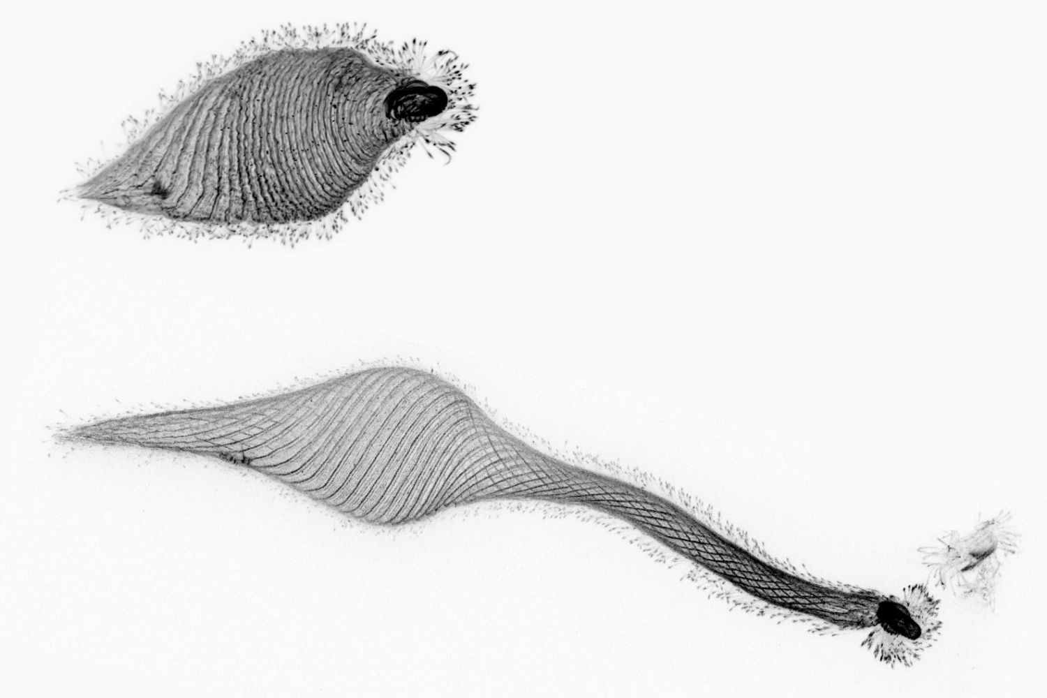 Two protists, one with a neck-like extension. Both appear striped but the stripes are actually folds