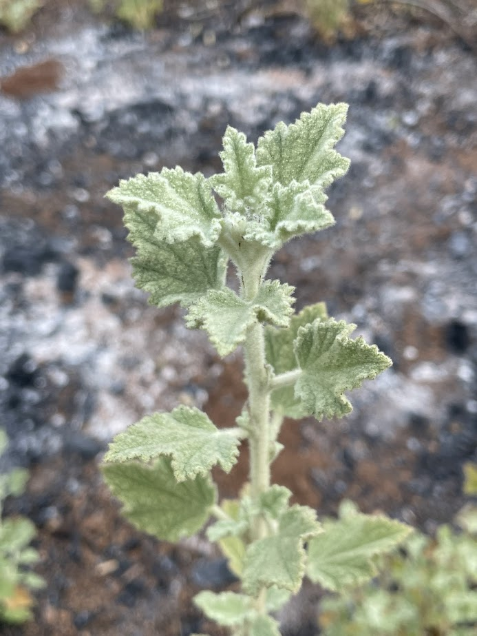 Close-up of the bushmallow plant's green, fuzzy leaves.