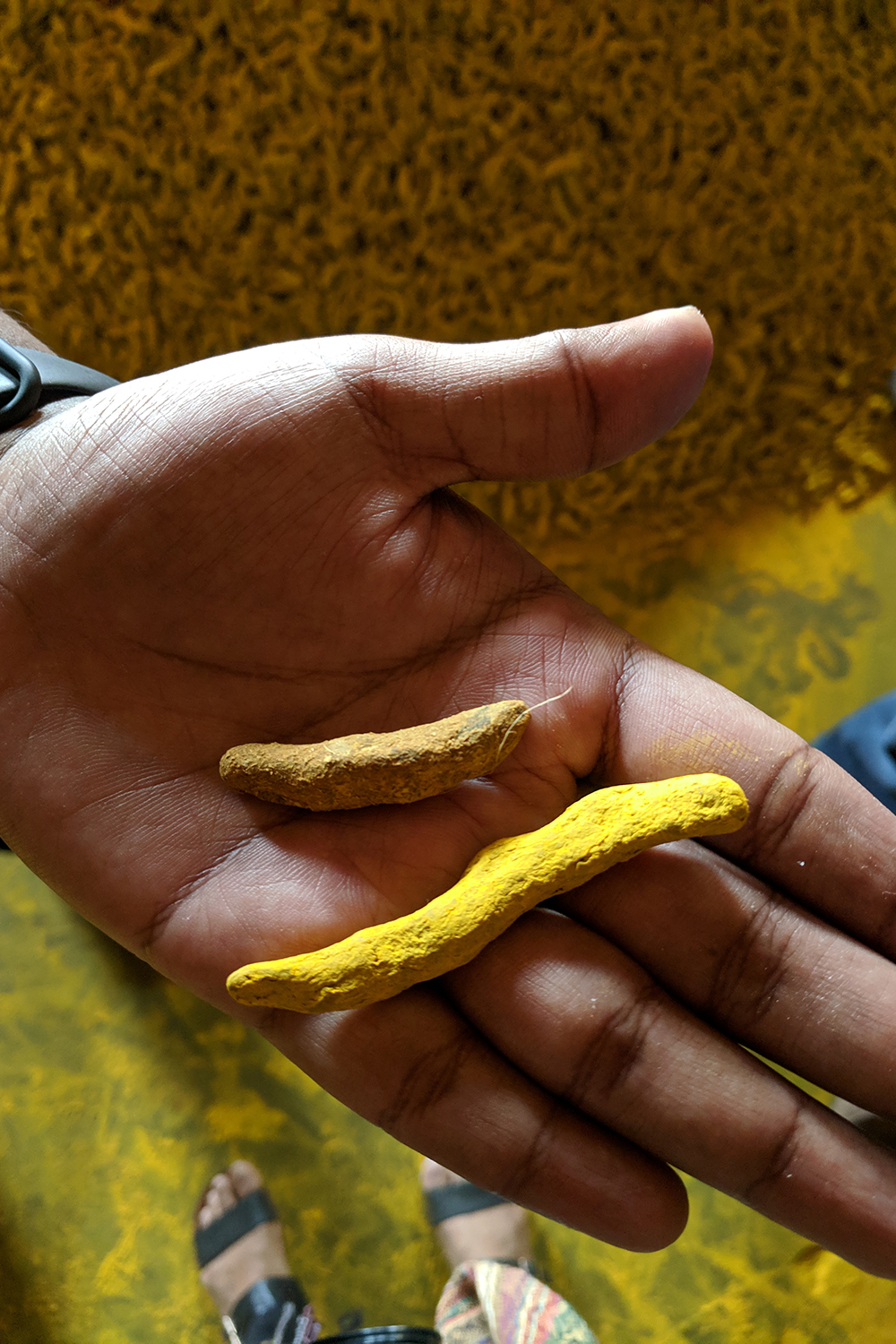 Image of a person's hand holding two pieces of turmeric roots. One polished with lead chromate and one without.