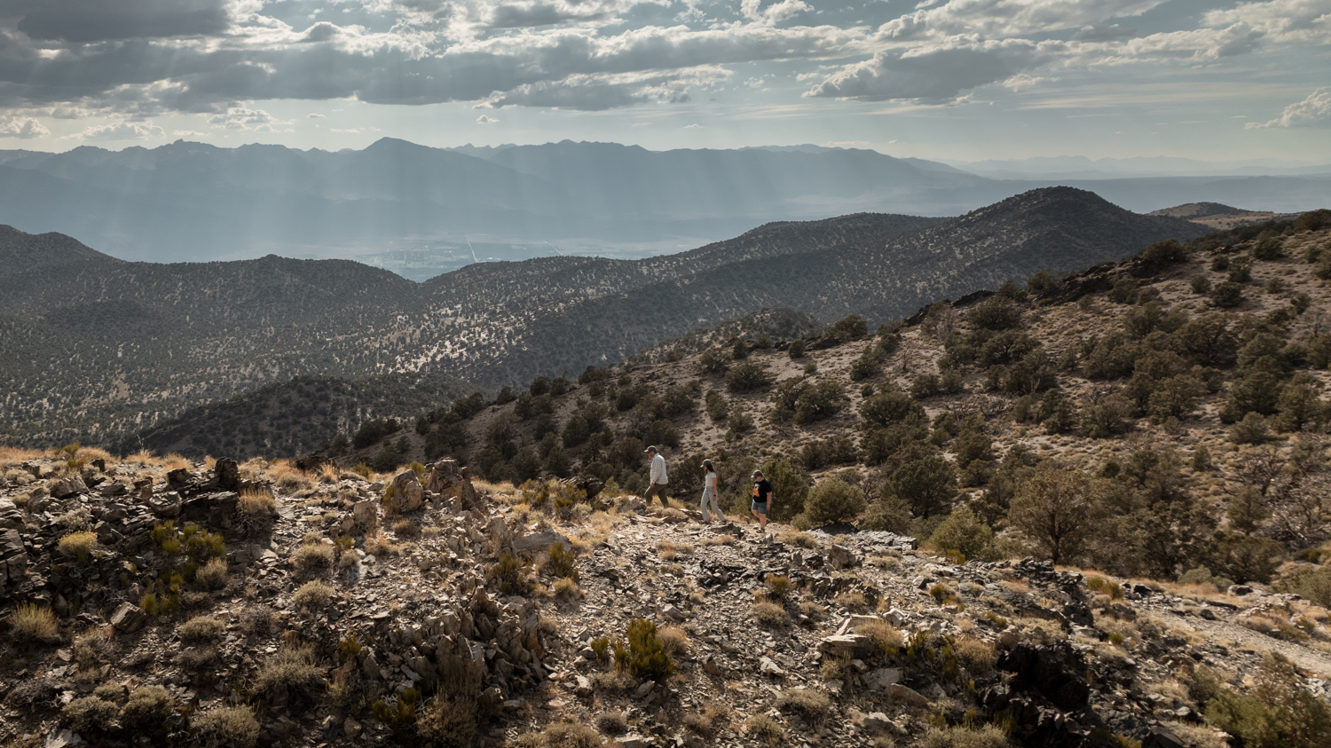 A landscape photo of the pinyon pine forest. 