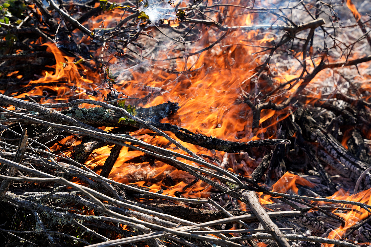 Close up image of the cultural burn training.