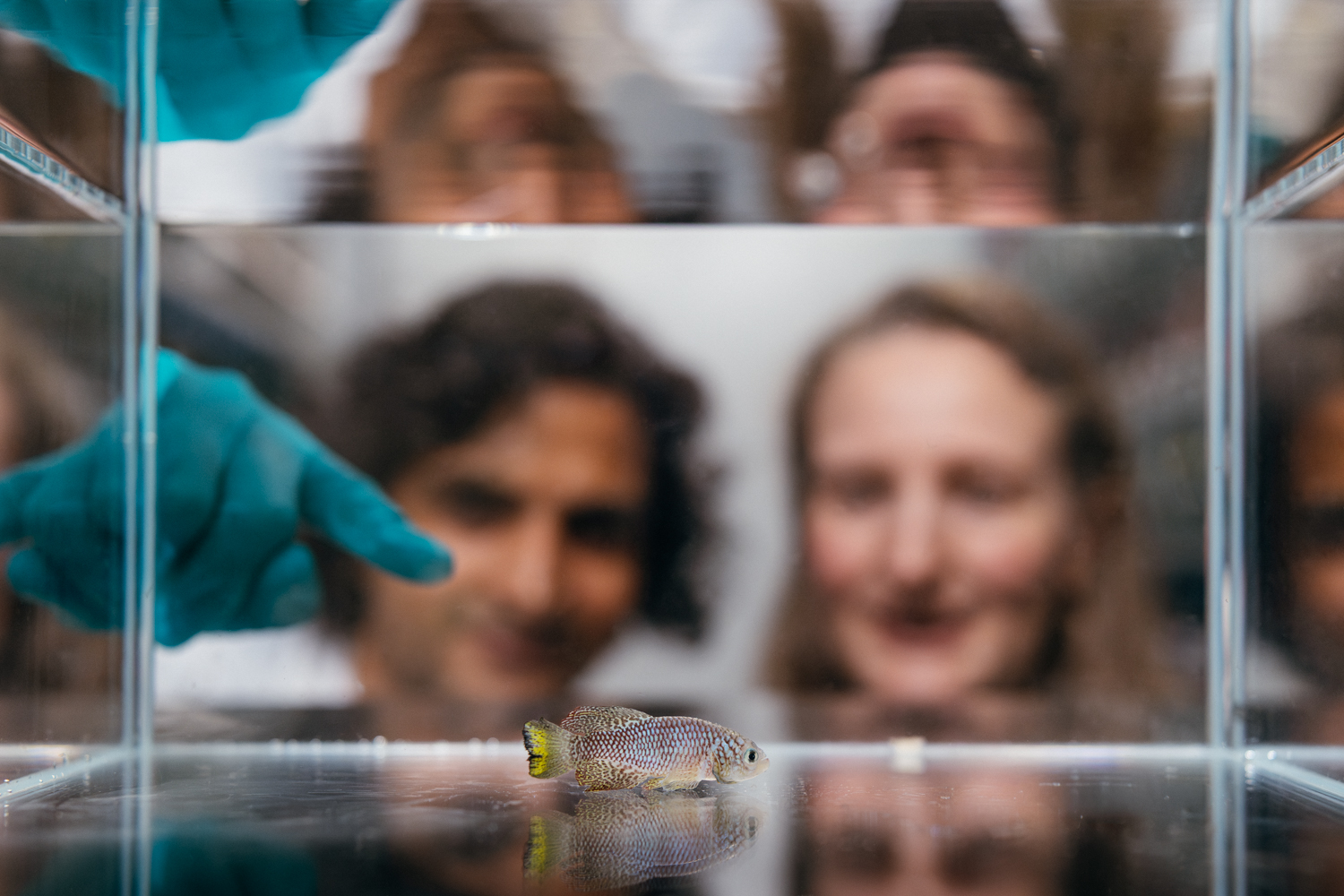 An African killifish swims in a glass tank, while Ravi Nath and Claire Bedbrook observe closely, showing interest in the specimen.