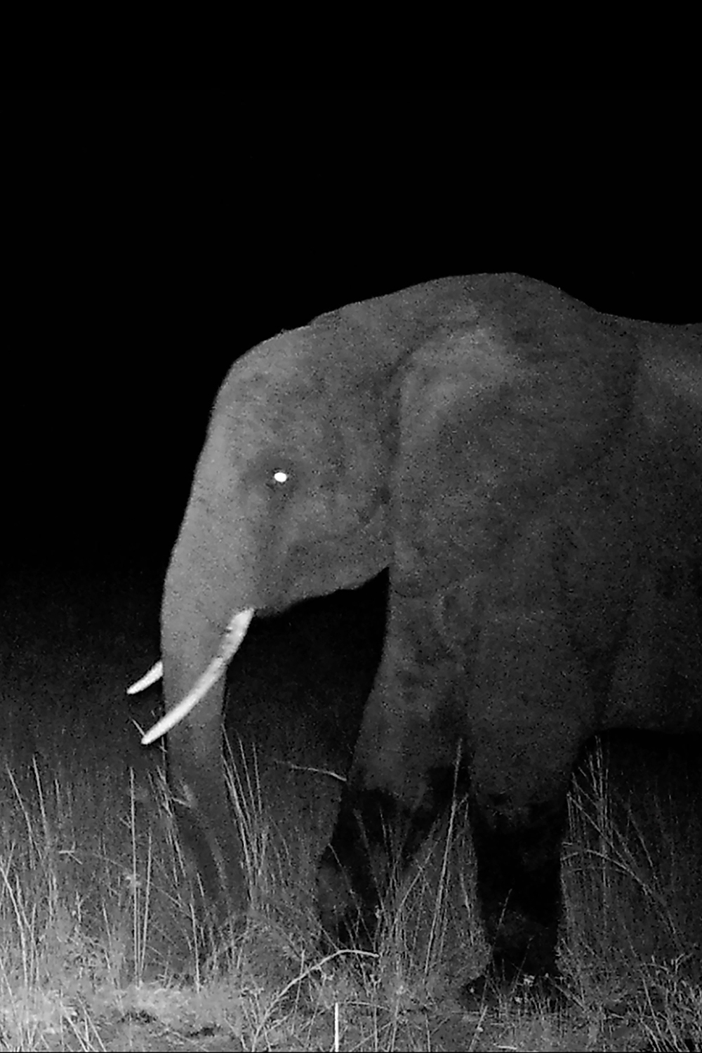 Close-up of an elephant standing in a dimly lit grassland at night, with its side facing the camera.