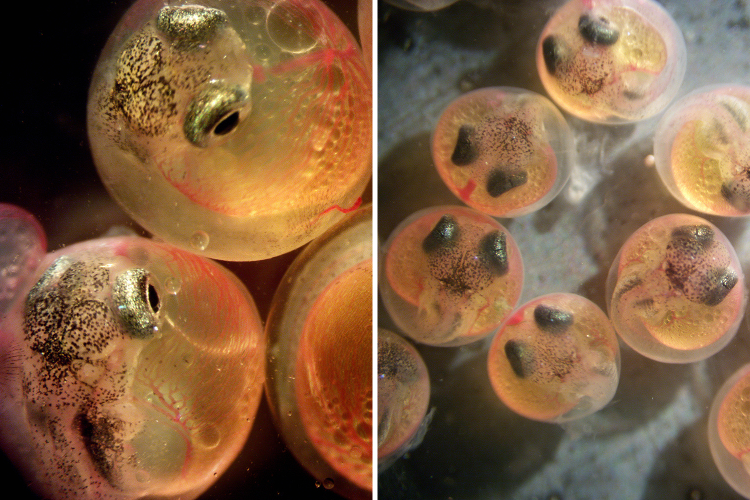 Close-up microscope photos showing fish embryos developing inside clear, translucent eggs with visible eyes and blood vessels.