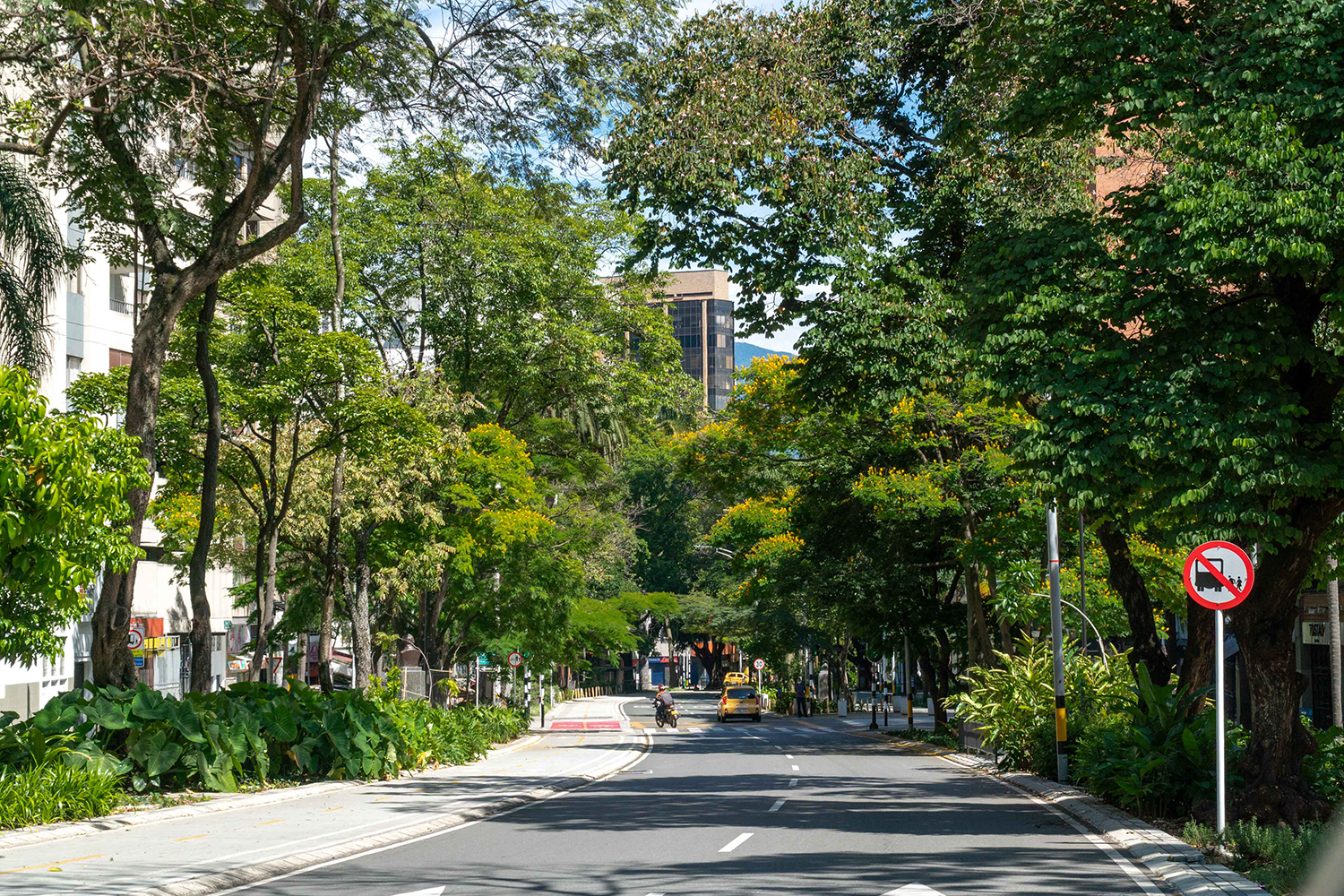 A densely tree-lined city street with a taxi and motorcyclist driving in the distance.
