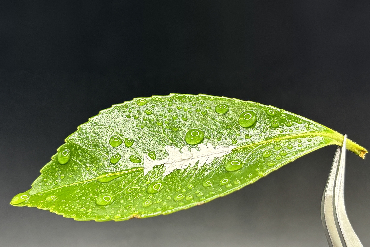 Tweezers hold a water-beaded green leaf with a white, tree-like shape on its surface against a dark background.